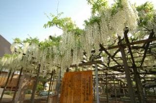 八王寺の大白藤