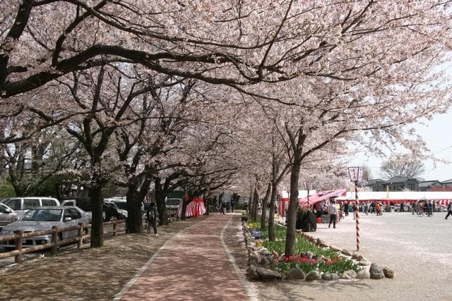Sakura Festival (Konosu venue)