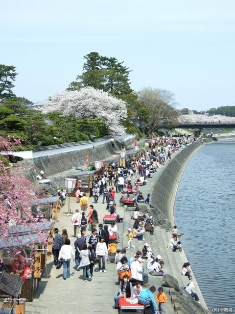 五十鈴川桜まつり02