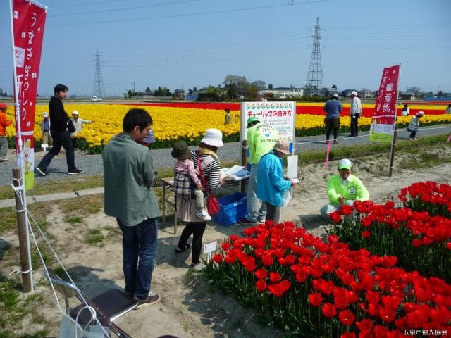 Flower picking experience