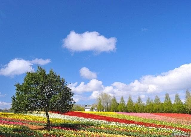 Sera Kogen Farm Tulip Festival