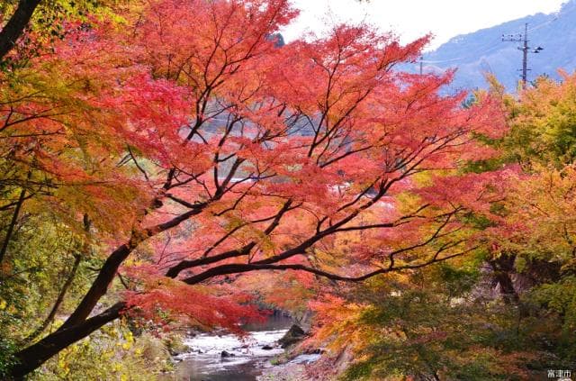 もみじロード山中のもみじ
