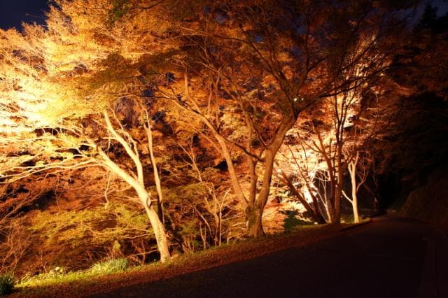 Autumn leaves light up