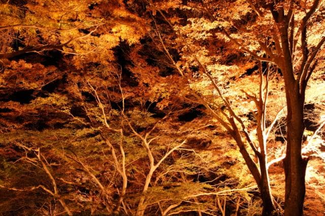 Autumn leaves light up