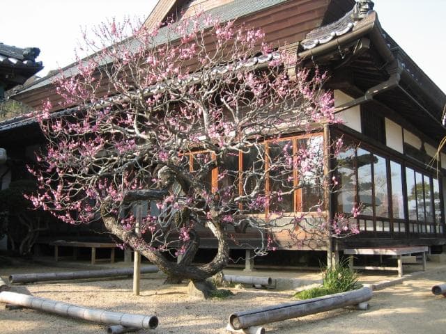 Plum Festival at Kanshoji Temple
