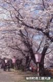 しばた桜まつり