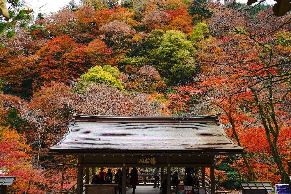 Autumn leaves in Rakuhoku (Kifune-jinja Shrine)