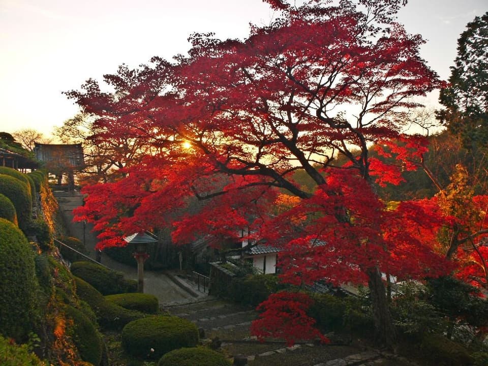 洛西(善峯寺)の紅葉