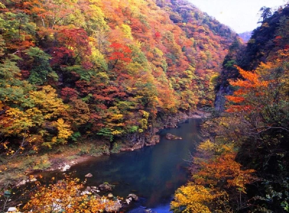 Autumn leaves in the Huguri Valley