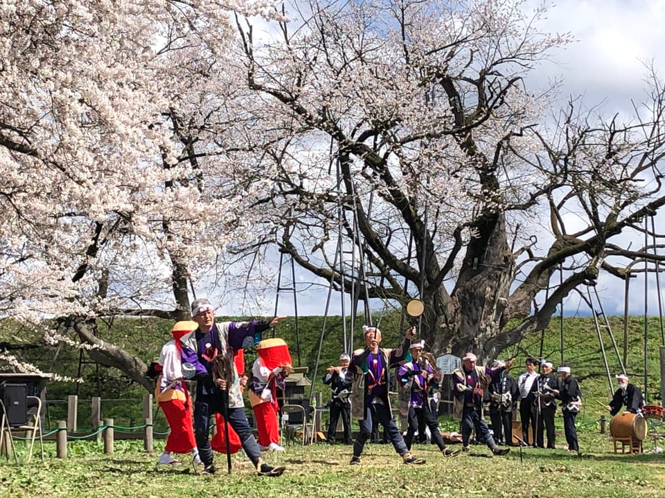 Odama Cherry Blossom Festival