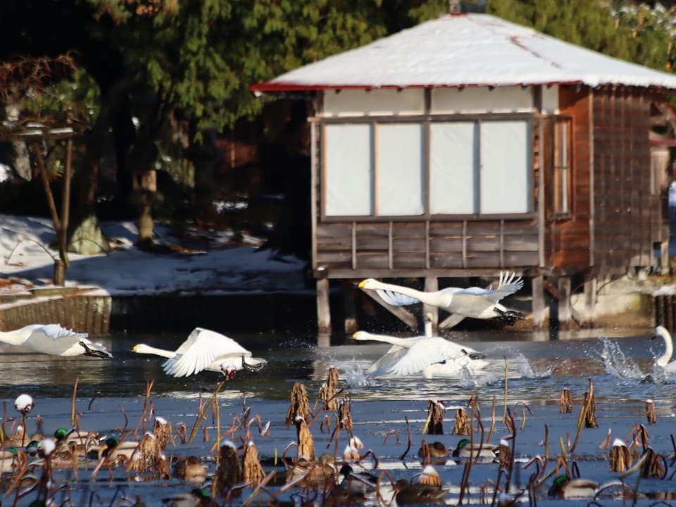 Shooting: Around 8:30 am in mid-December, we fly to the surrounding rice fields early in the morning in search of food and return around 4:00 pm.