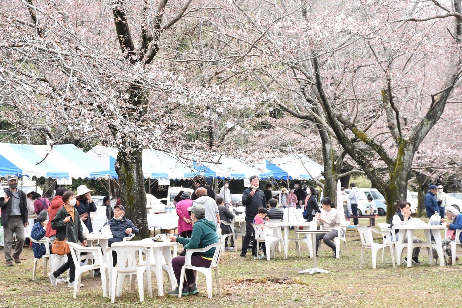 Cherry blossoms in full bloom