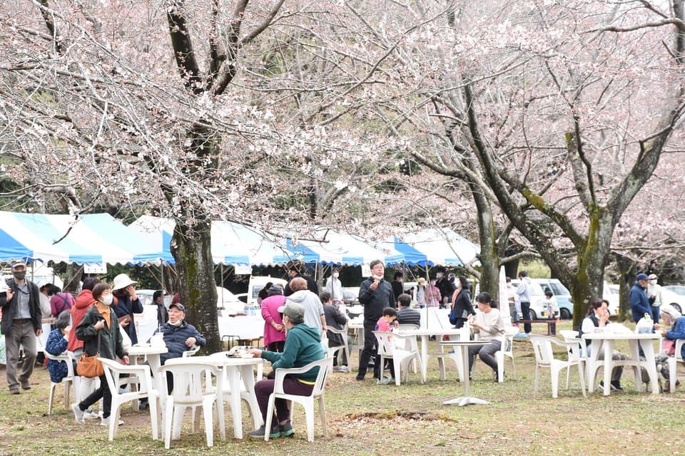 Cherry blossoms in full bloom