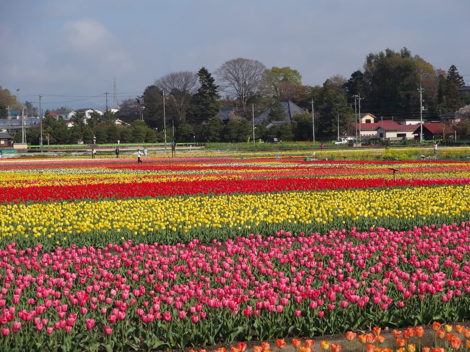 The whole tulip in the paddy field in front of Negarami