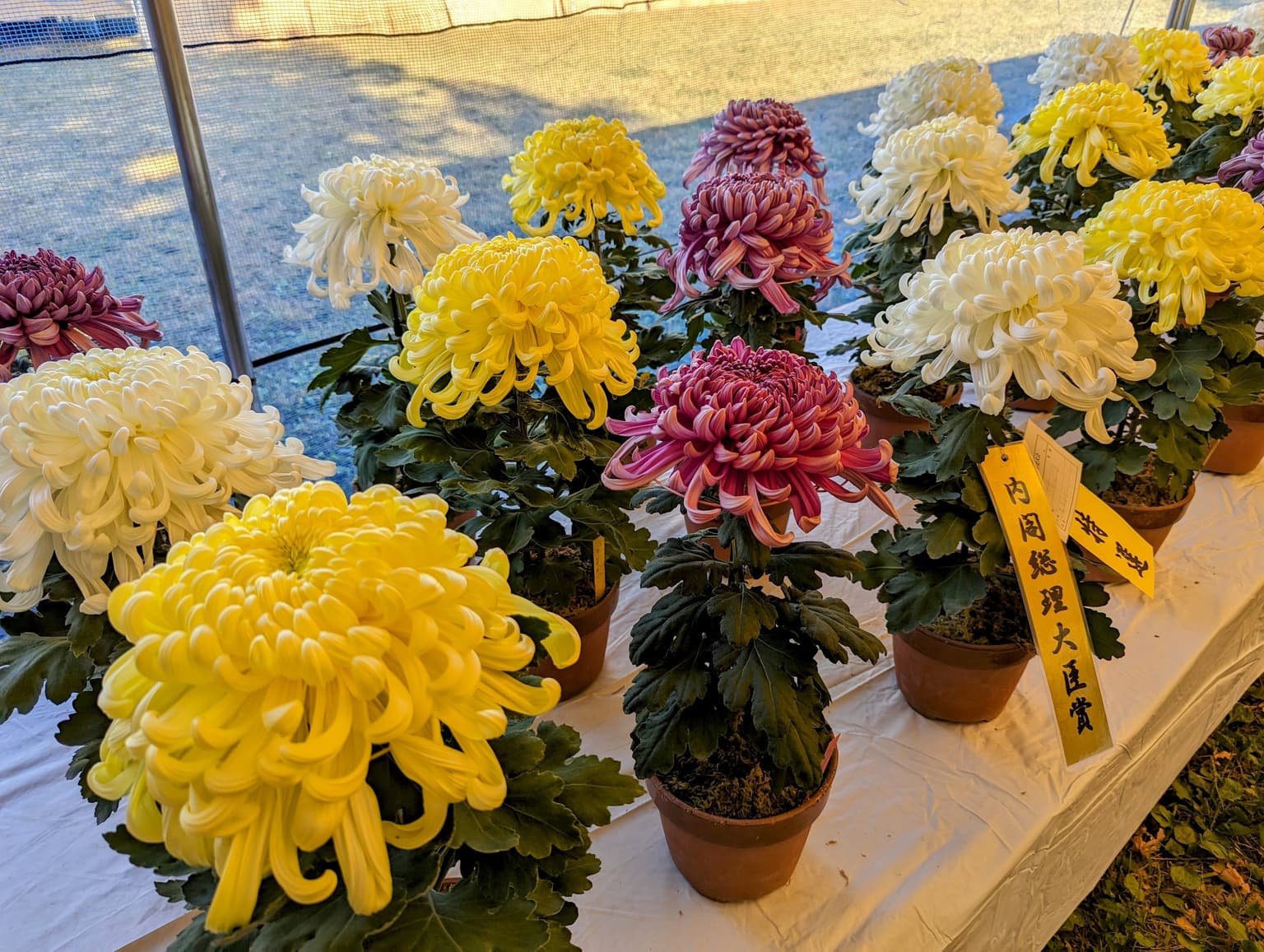 菊花大会の様子