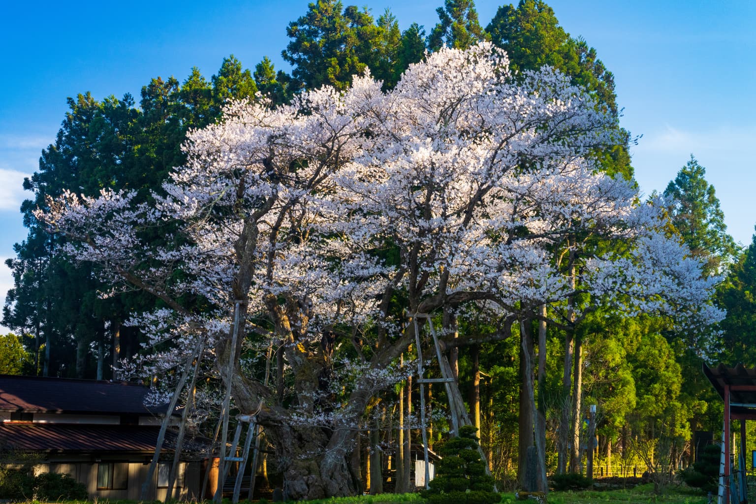 草岡の大明神ザクラ