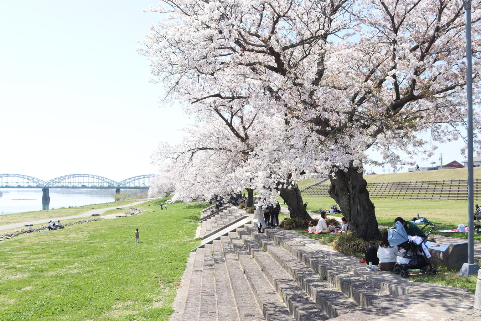 Cherry blossoms at Kasamatsu Minato Park