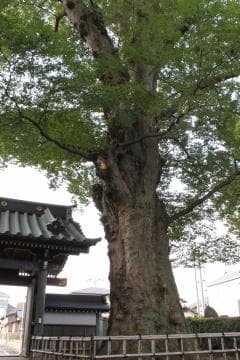 A zelkova with a height of about 27m and a trunk circumference of about 7.3m