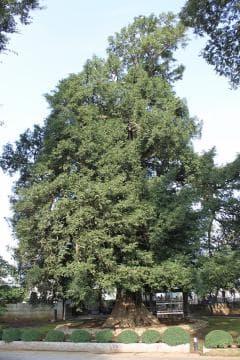 Kaya with a height of about 30m and a trunk circumference of about 5m