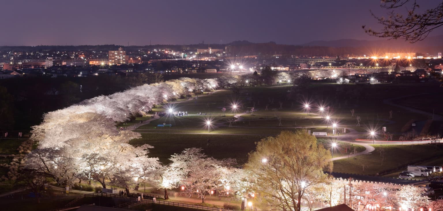 陣ケ丘から望む夜桜