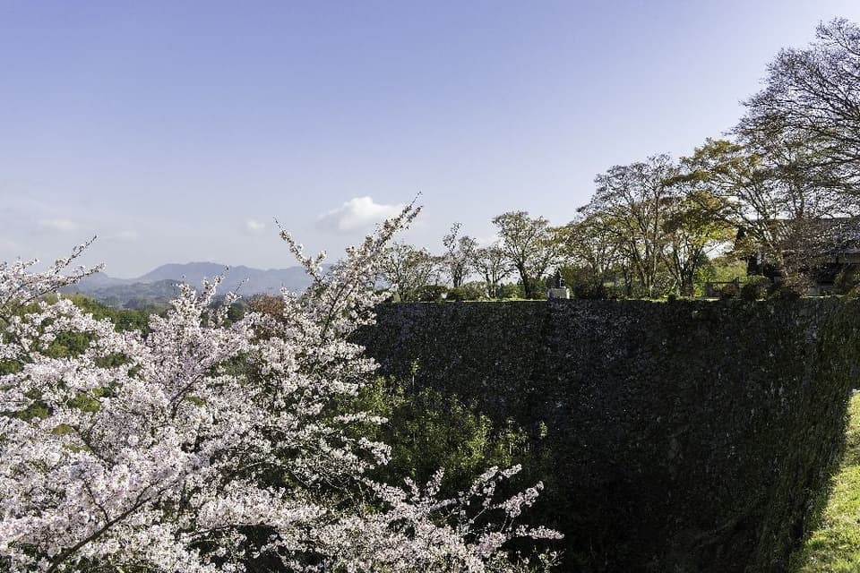 Cherry blossoms at Oka Castle Ruins, a nationally designated historic site