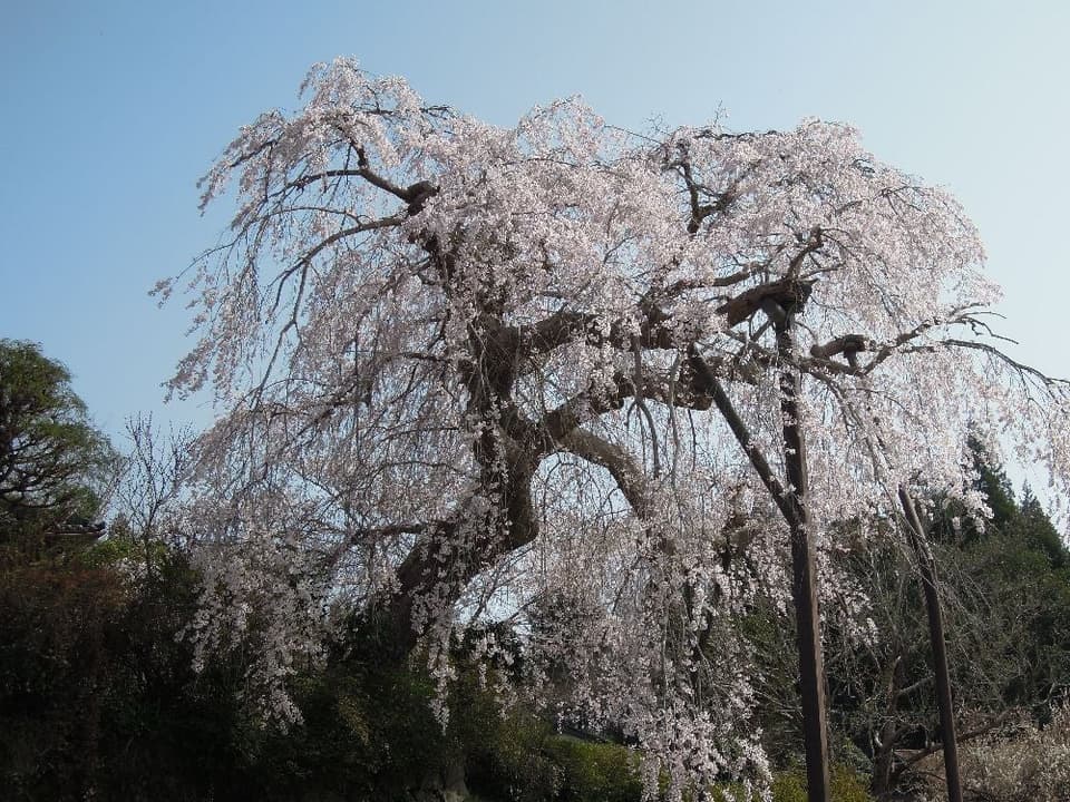 小柿山光円寺のしだれ桜(光円寺)