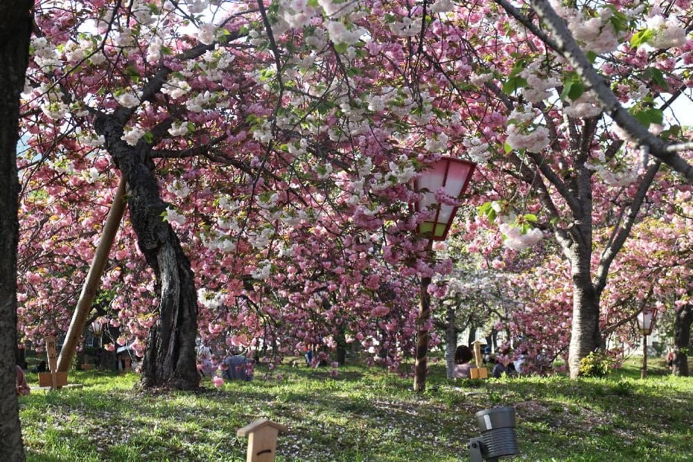 Around the Flowers-Yae Sakura in Hiroshima-