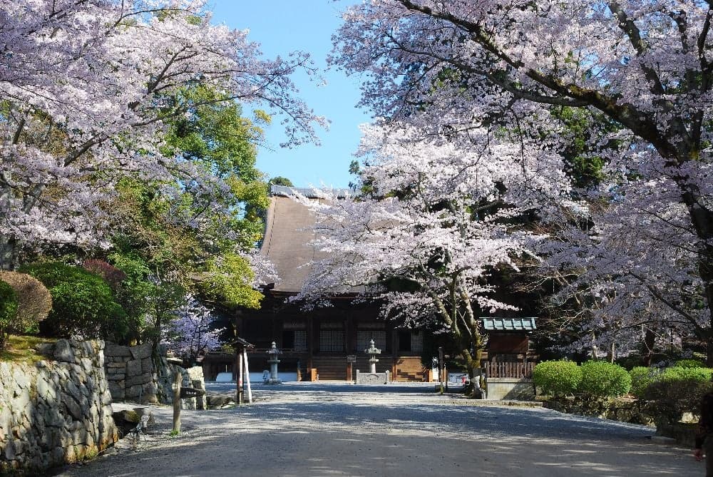 総本山三井寺の桜