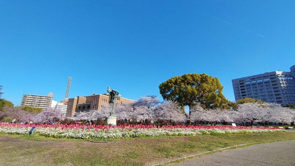 Cherry blossoms in Tsuruma Park