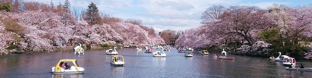 Cherry blossoms at Inokashira Onshi Park