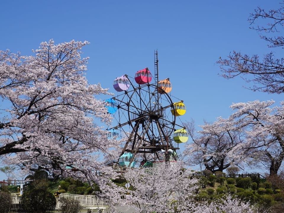 Cherry blossoms at Senteyama Park
