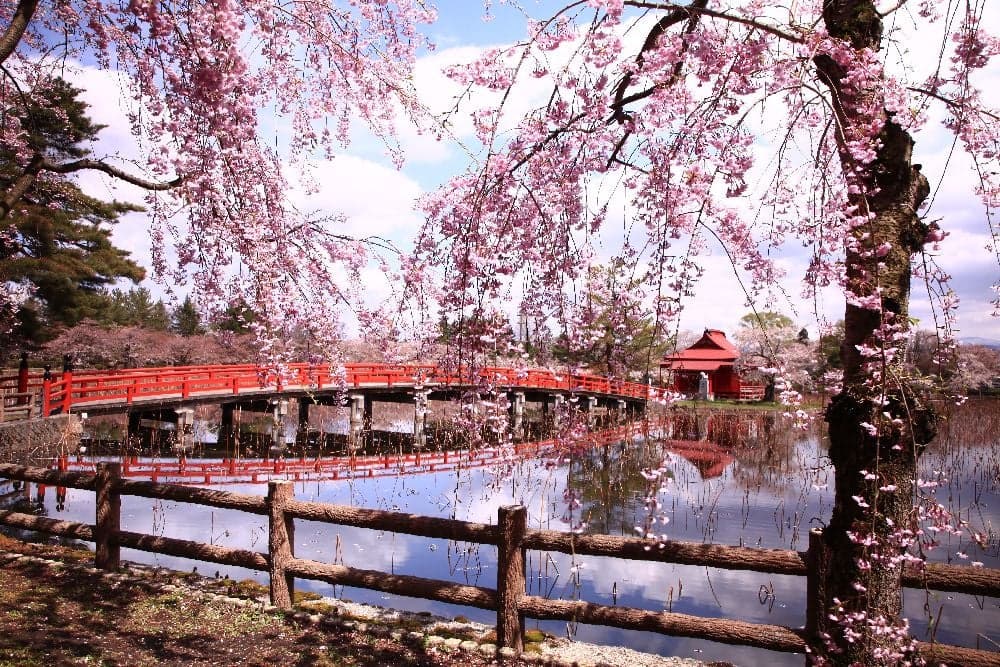 Cherry blossoms in Saruka Park