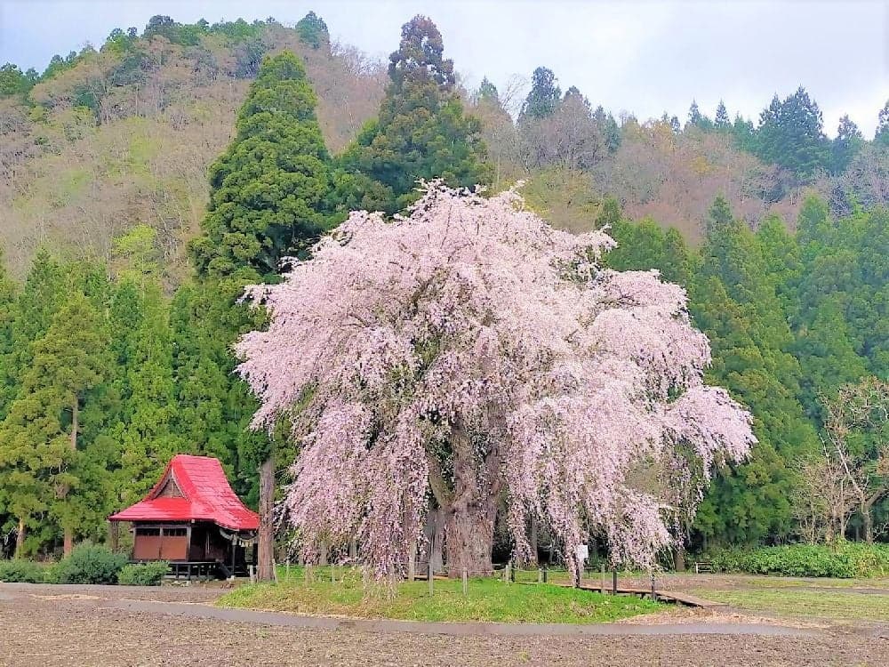 Weeping cherry tree
