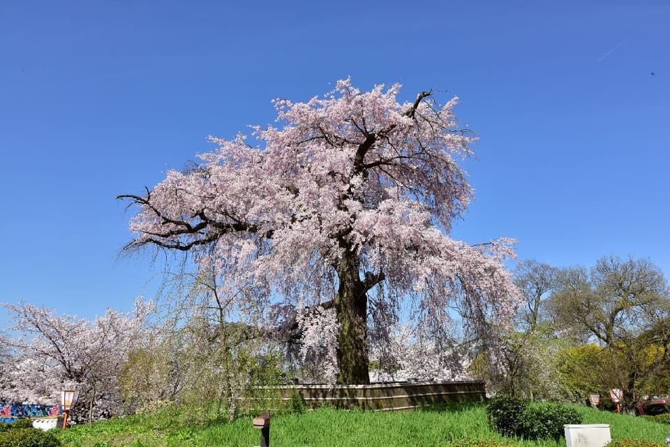 Cherry blossoms in Maruyama-koen Park