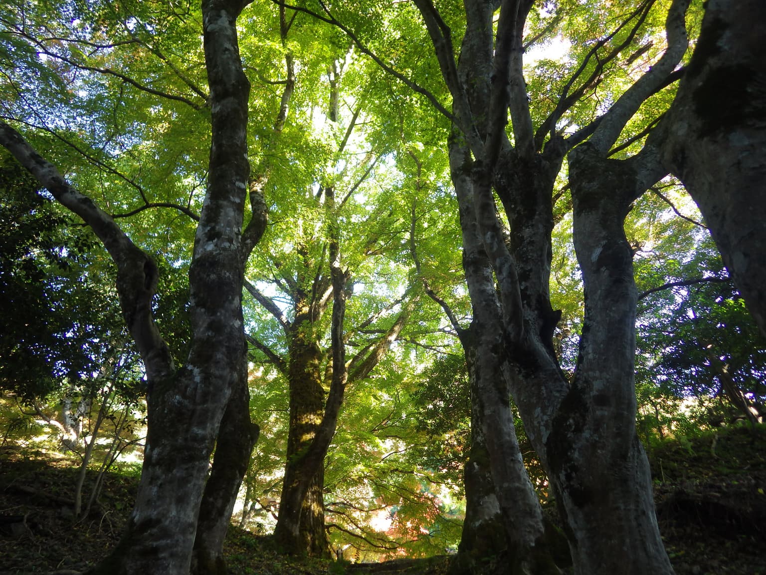 A group of famous trees at Kiyonori-ji Temple