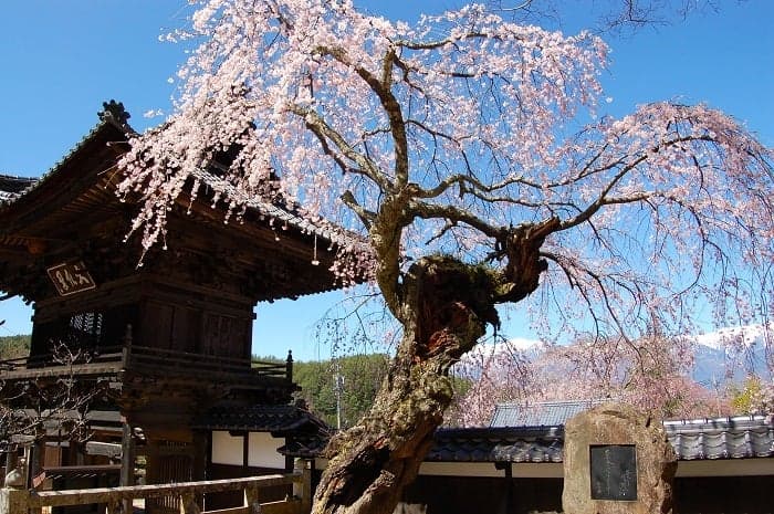 Kurasawa-ji Weeping Cherry Blossom Furuki and Central Alps