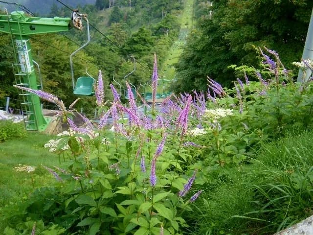 Image 4 of Kenzan sightseeing climbing lift