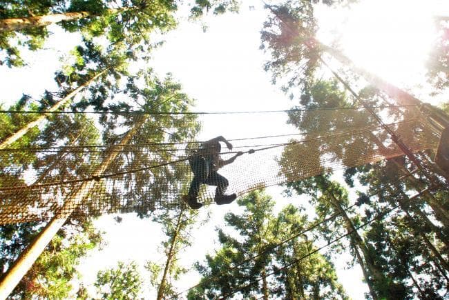 Image 1 of Forest Adventure Iya