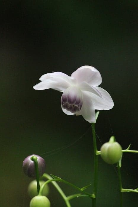 Image of Taketo no Mori Campsite 5