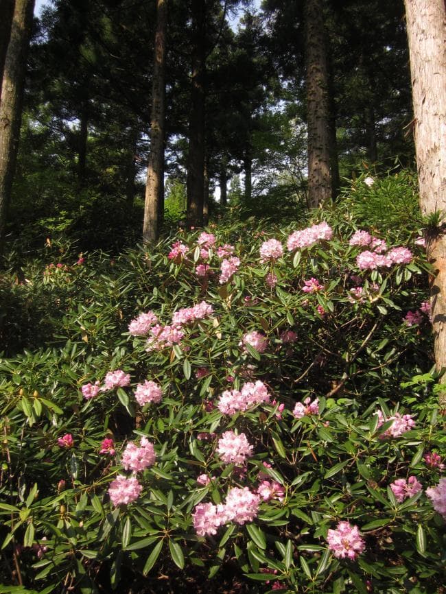 Image of Taketo no Mori Campsite 6