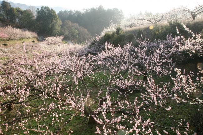 Image 4 of Misato Bussankan