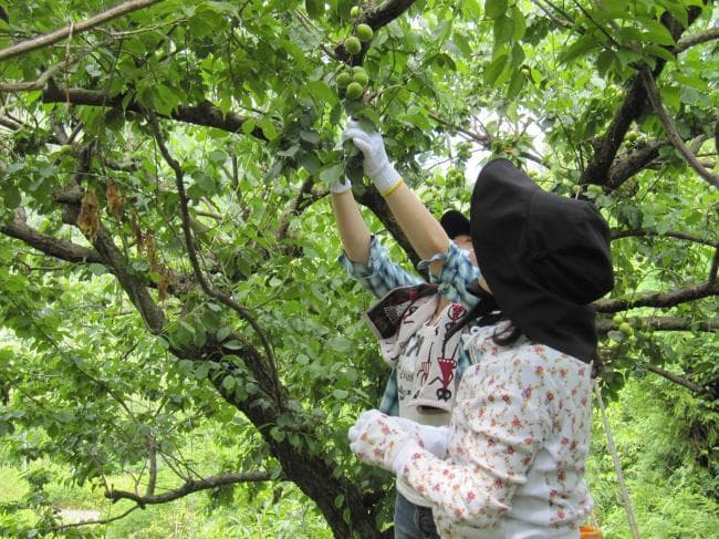 Image of Misato Bussankan 6