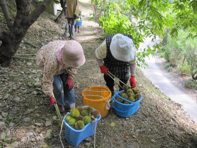 Image of Misato Bussankan 8