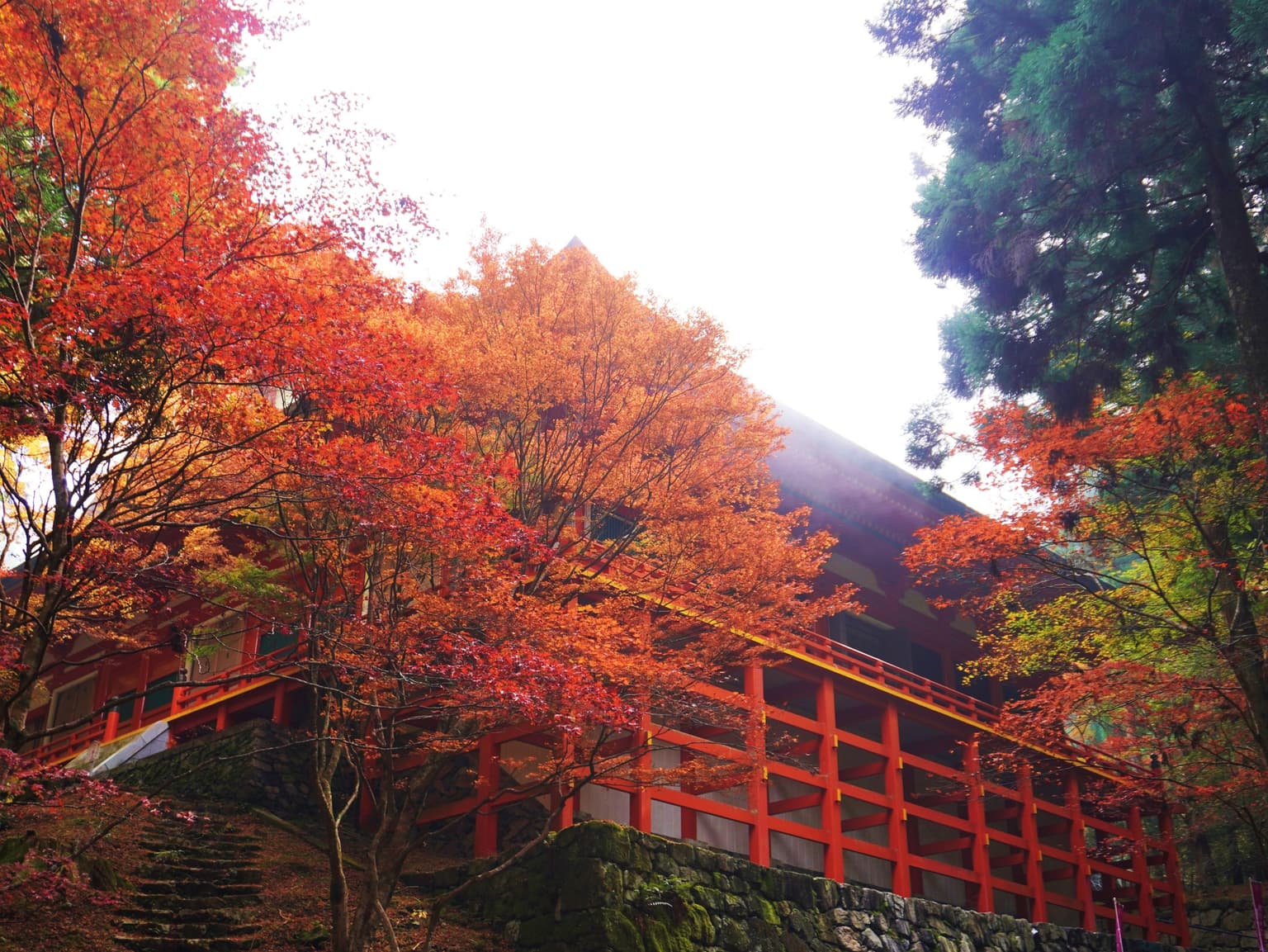 Autumn leaves of Enryaku-ji Temple, Mt. Hiei-zan