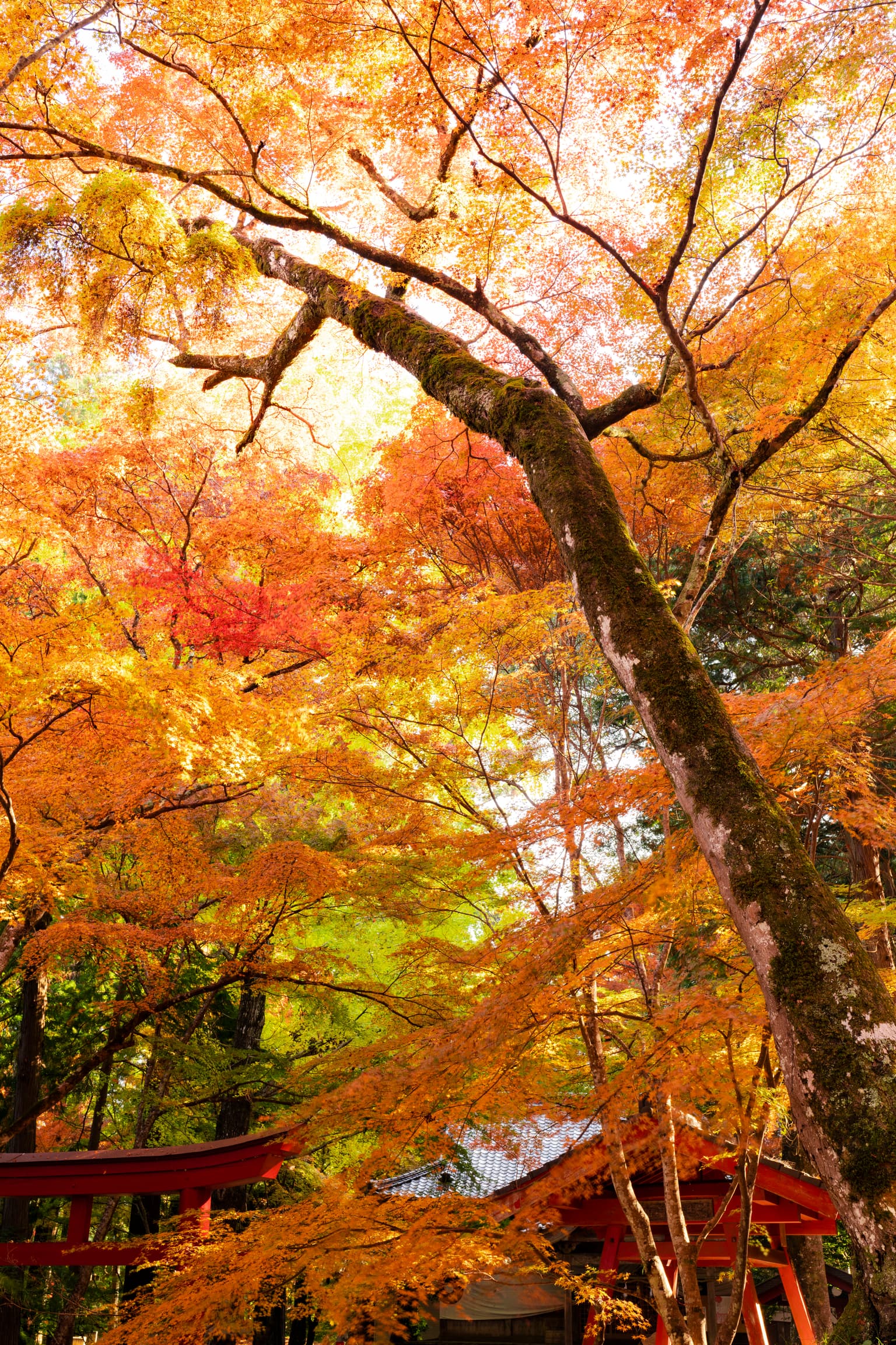 Autumn leaves in Inariyama Park, Ozu