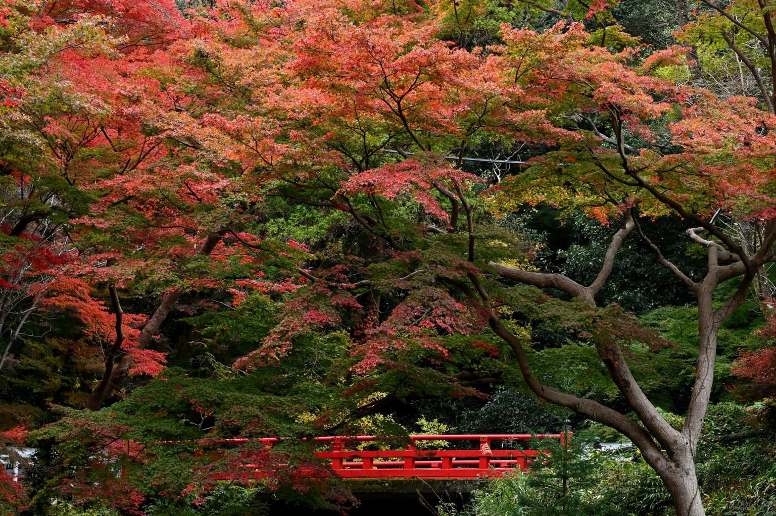 Autumn leaves at Negoro-ji Temple