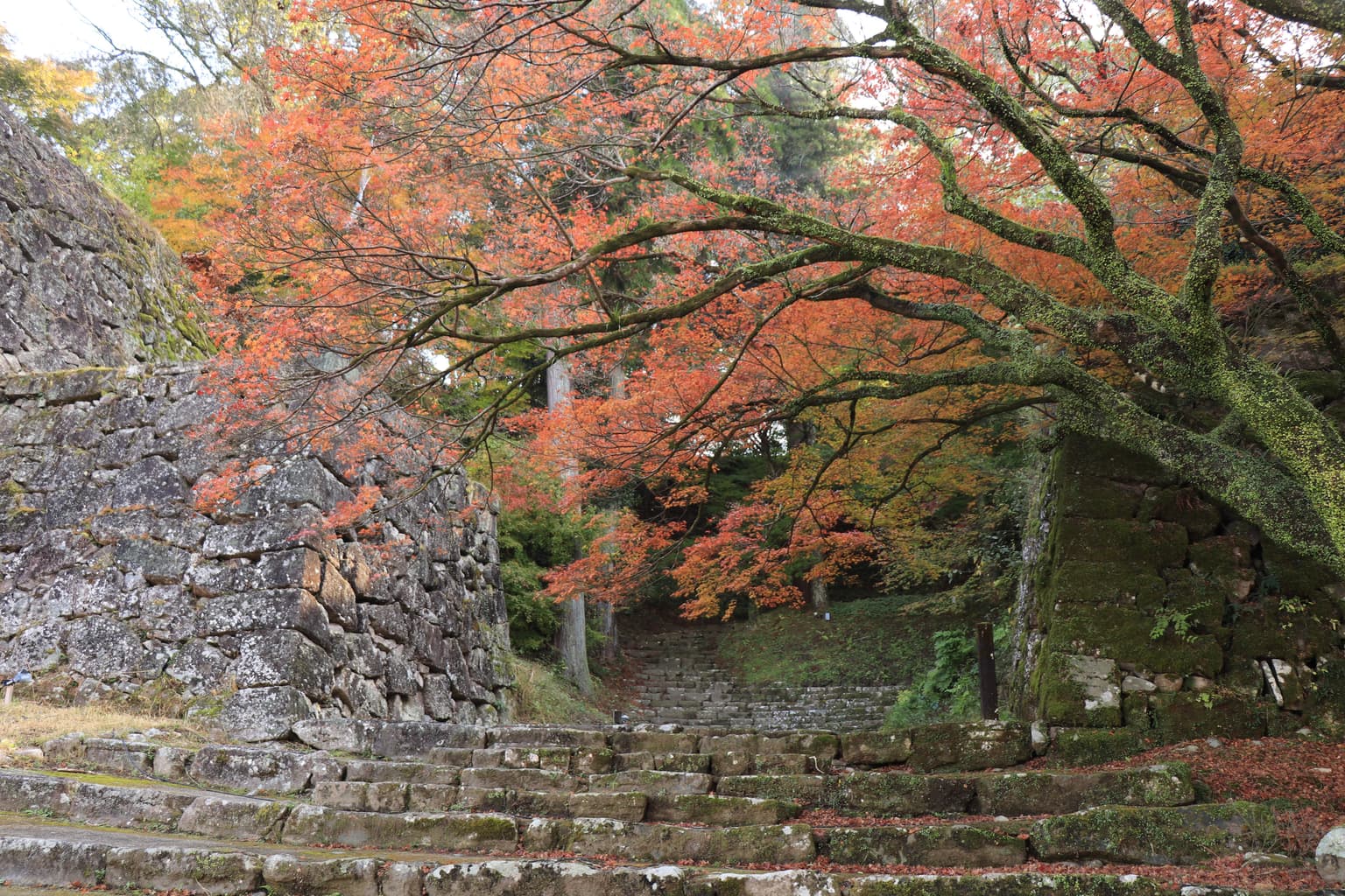 Autumn leaves around Hitoyoshi Castle Ruins (the coast of the Kuma River)
