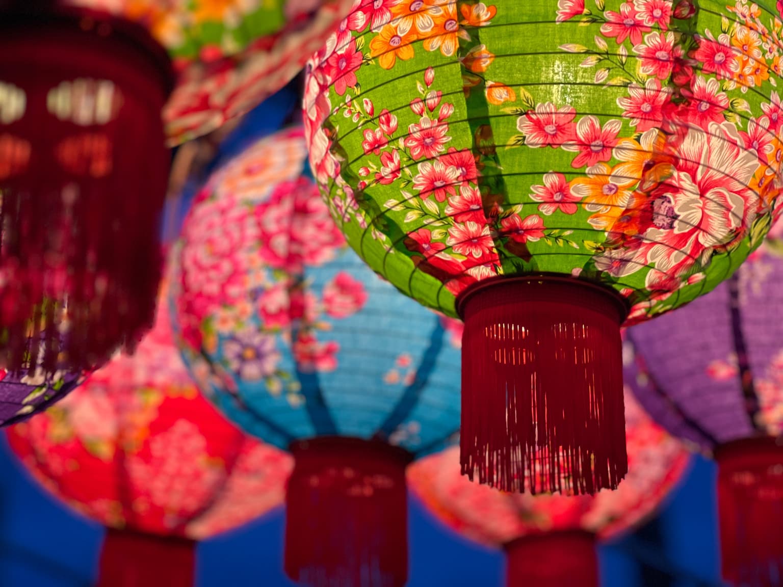 The 13th Art Suigo Sakura Illumination Created by Light