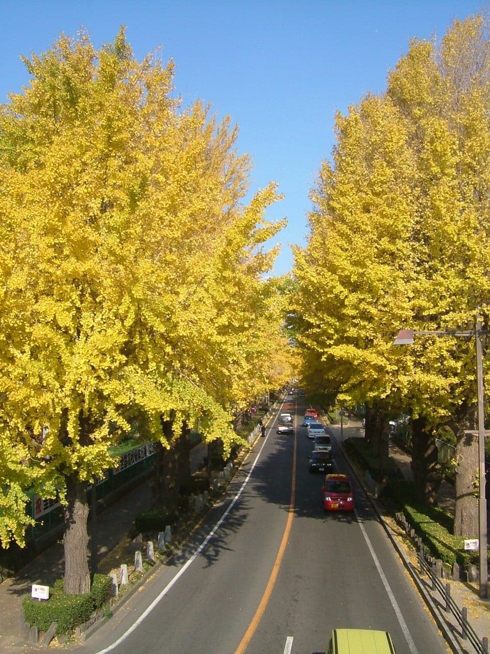 A row of ginkgo trees on Nidai Street