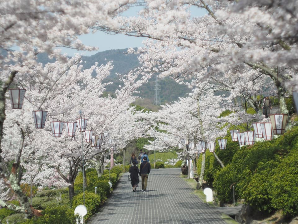 千光寺公園の桜
